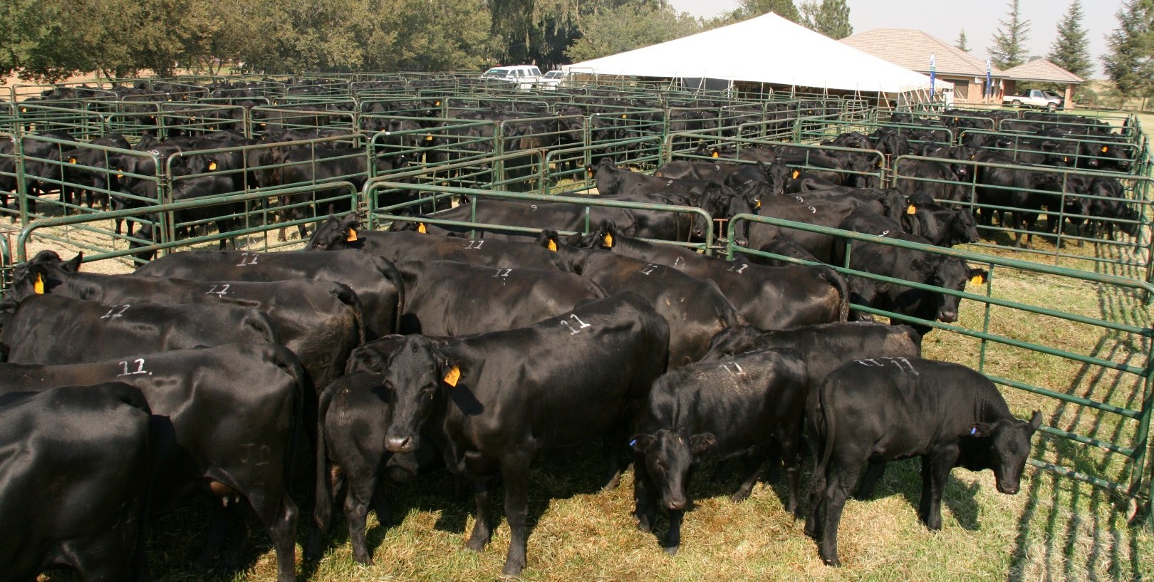 Cras tempus ligula a tempor adipiscing